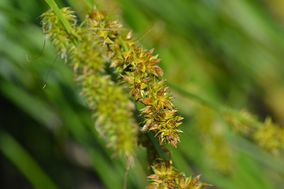 Carex vulpina (fox sedge) (alternate view 7)