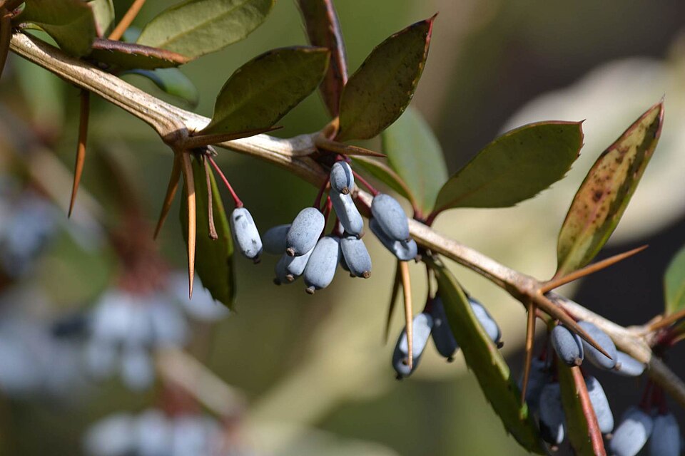 Berberis julianae (Wintergreen barberry) (alternate view 13)