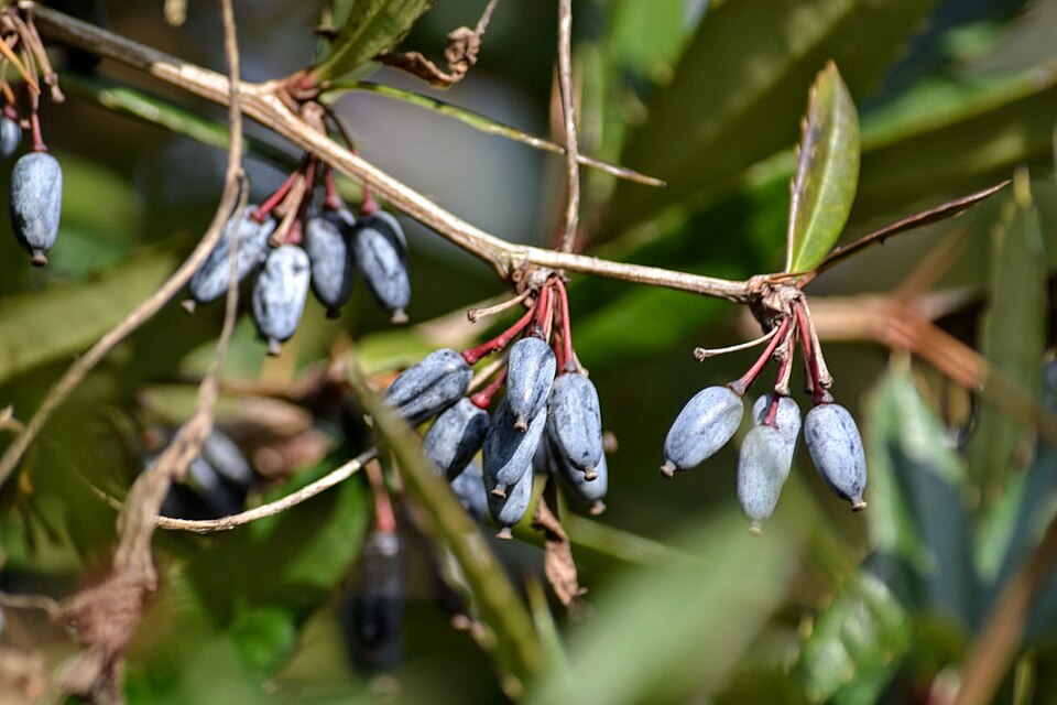 Berberis julianae (Wintergreen barberry) (alternate view 14)