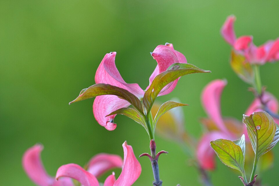 Cornus florida (eastern dogwood) (alternate view 8)