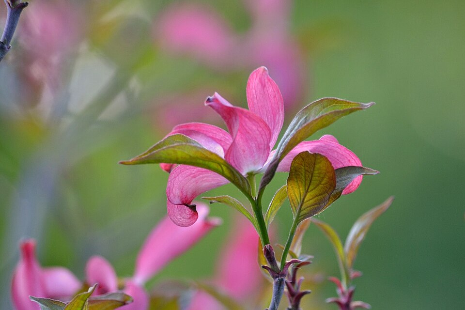Cornus florida (eastern dogwood) (alternate view 9)