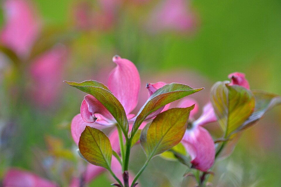 Cornus florida (eastern dogwood) (alternate view 10)