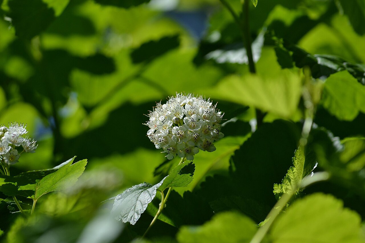 Physocarpus opulifolius, Common ninebark — spreading deciduous (Rosaceae) (image 8 of 10)