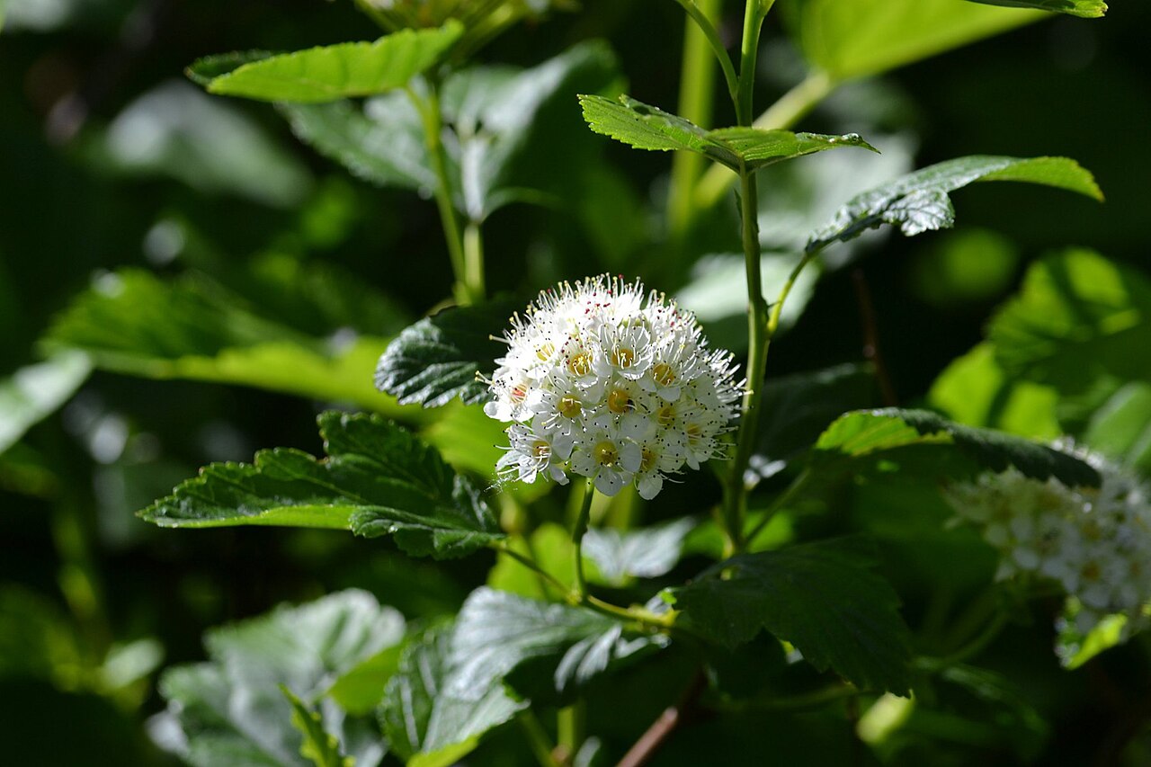 Physocarpus opulifolius, Common ninebark — spreading deciduous (Rosaceae) (image 9 of 10)