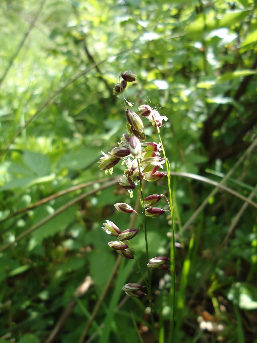 Melica nutans (alternate view 6)