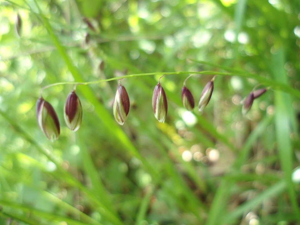 Melica nutans (alternate view 7)