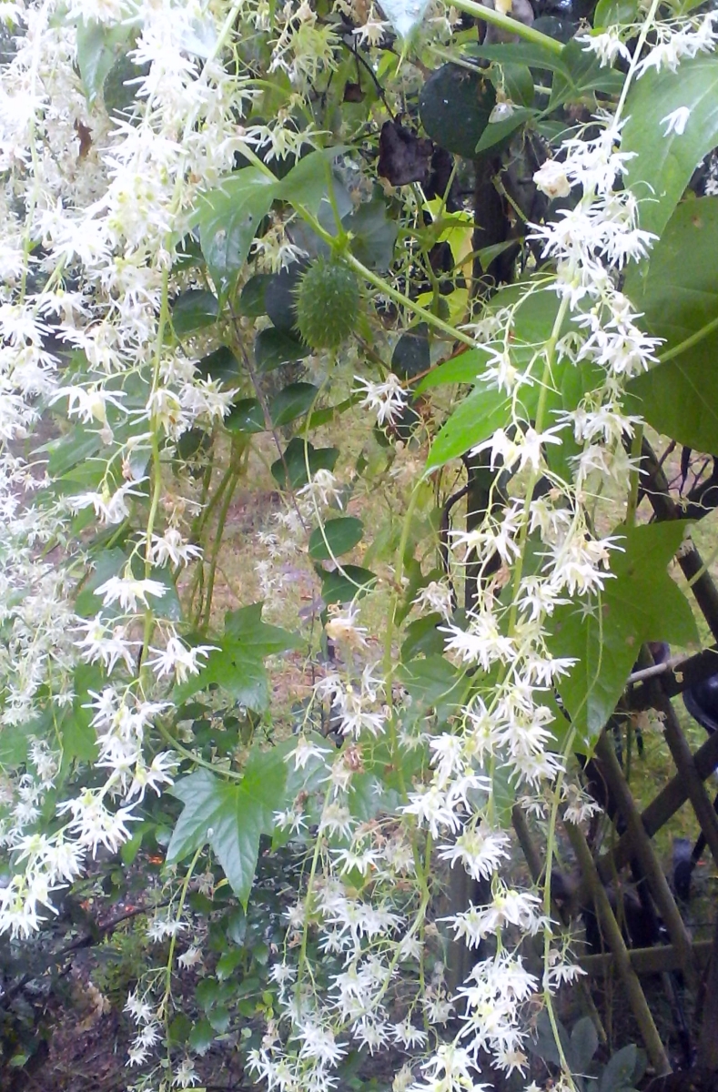 Echinocystis lobata (prickly cucumber)