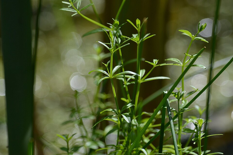 Galium palustre (Common Marsh-bedstraw)