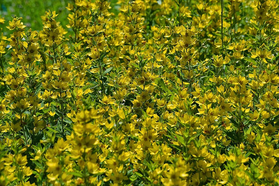 Lysimachia punctata (Dotted Loosestrife)
