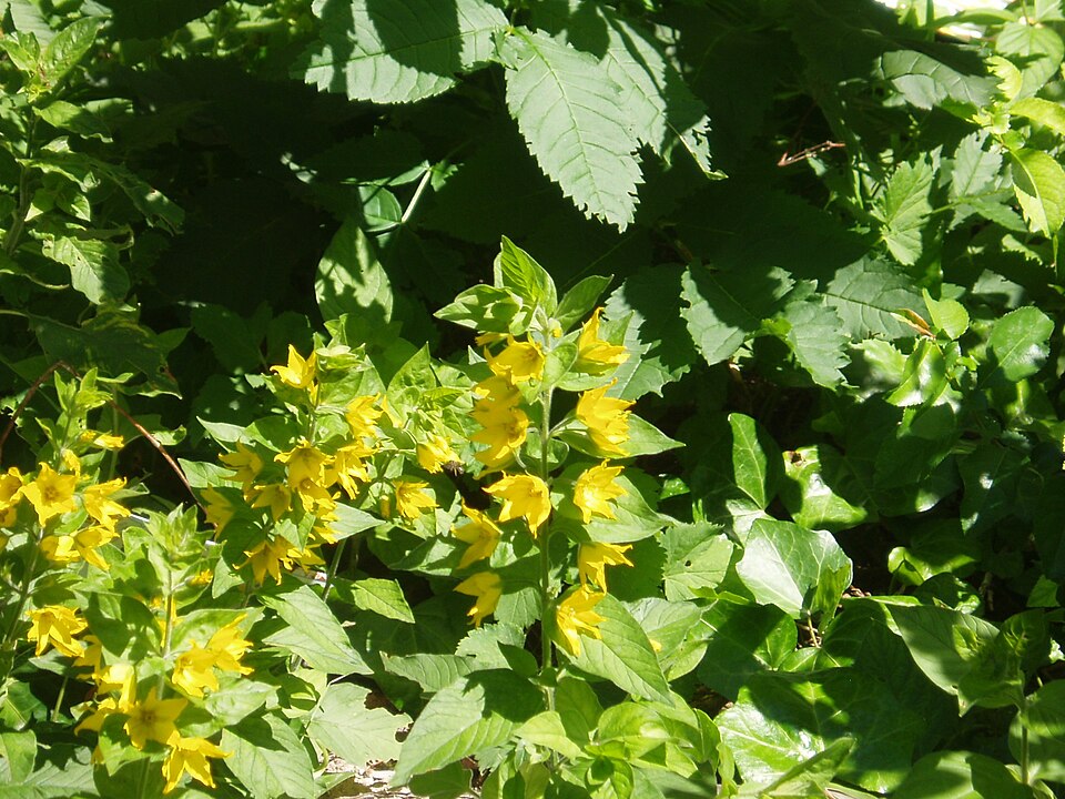 Lysimachia punctata (Dotted Loosestrife)