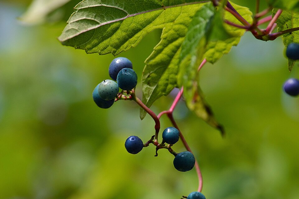 Ampelopsis glandulosa (Porcelain Berry)