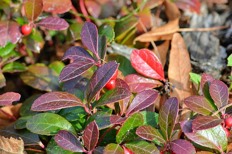 Gaultheria procumbens (wintergreen) (alternate view 7)