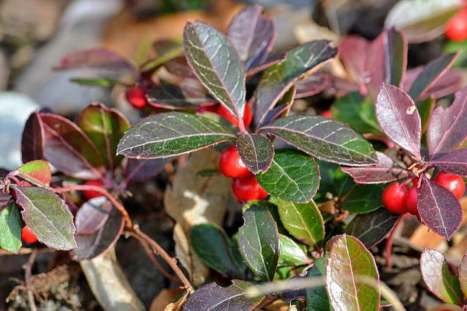 Gaultheria procumbens (wintergreen) (alternate view 8)