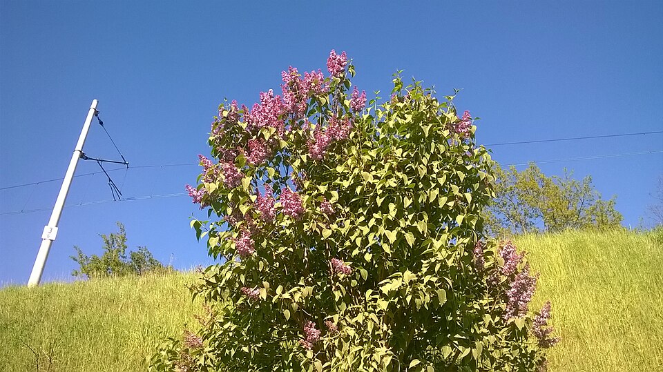Syringa vulgaris (lilac, common lilac) (alternate view 10)