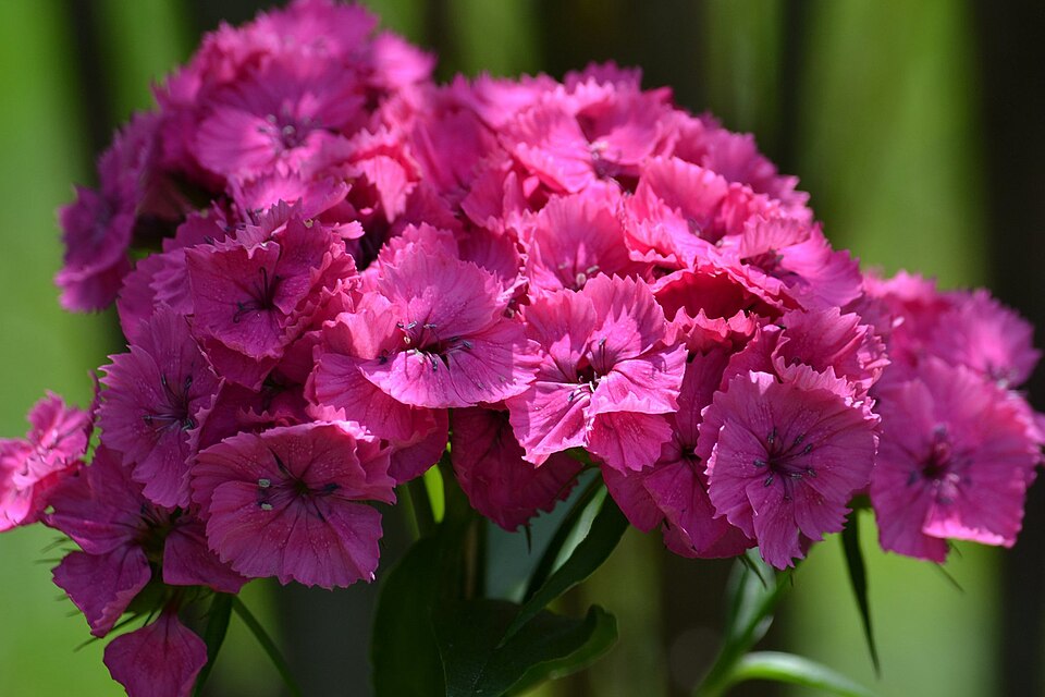 Dianthus barbatus (sweet William) (alternate view 8)