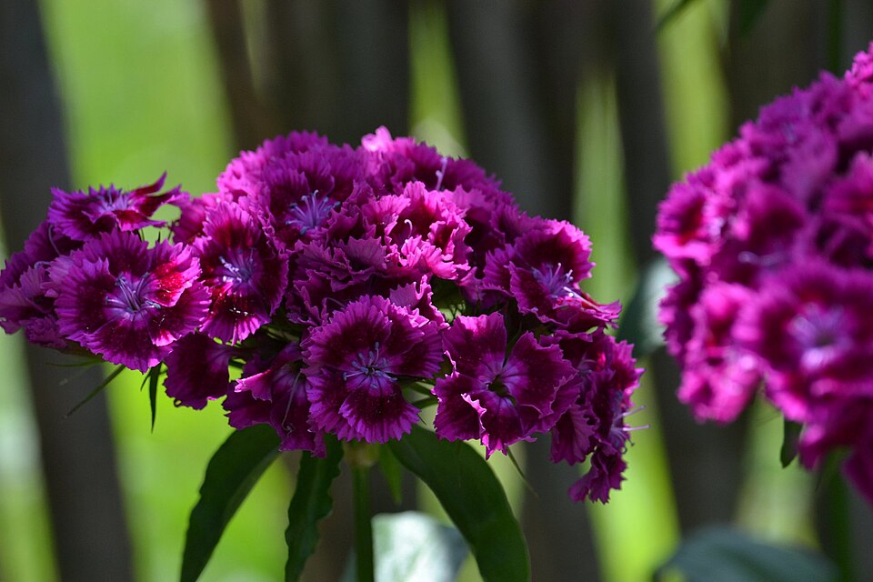 Dianthus barbatus (sweet William) (alternate view 9)