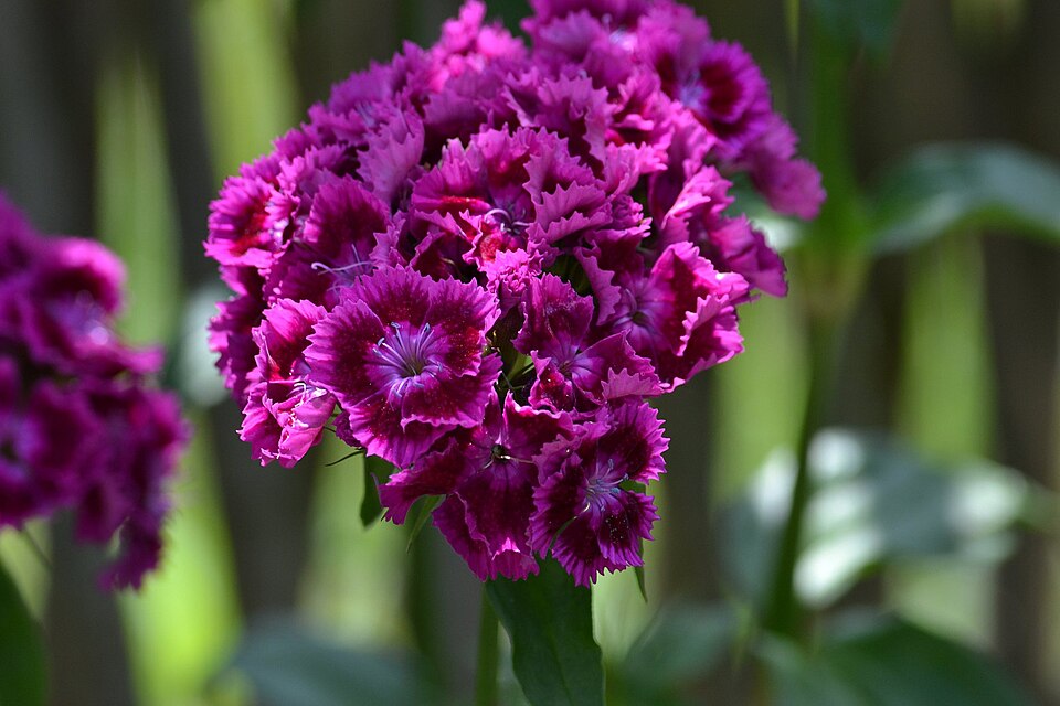 Dianthus barbatus (sweet William) (alternate view 10)