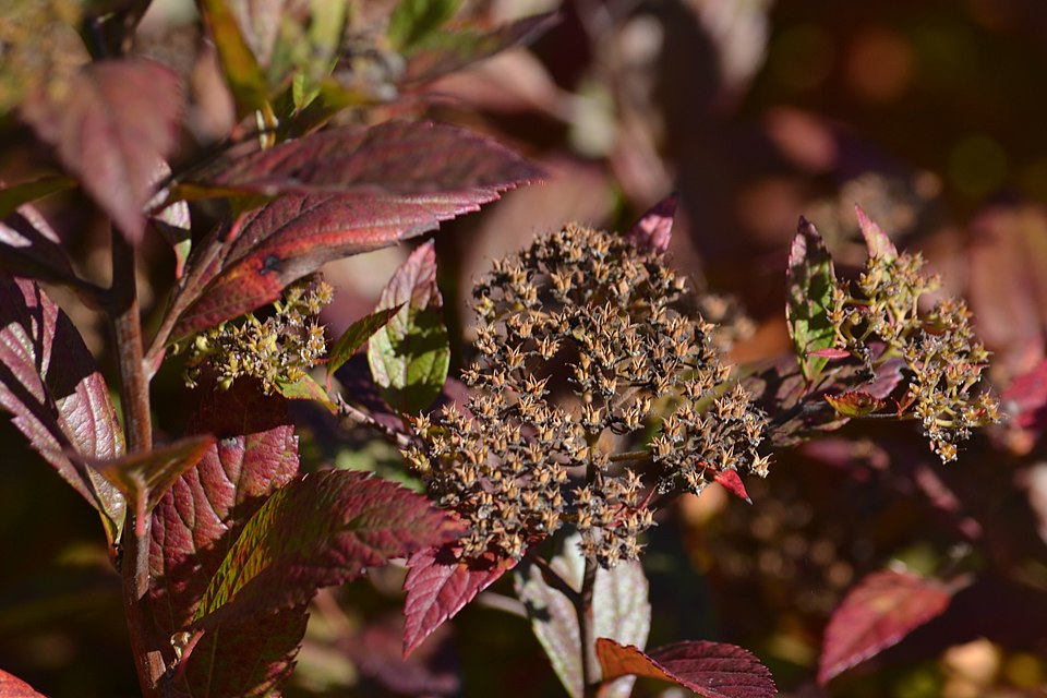 Spiraea japonica (Japanese Spirea) (alternate view 12)
