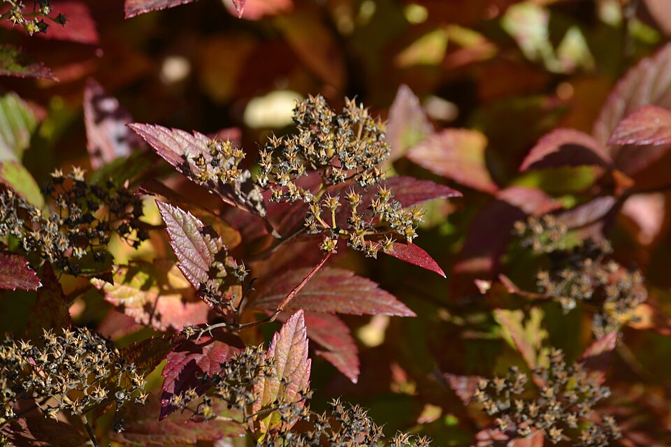 Spiraea japonica (Japanese Spirea) (alternate view 13)
