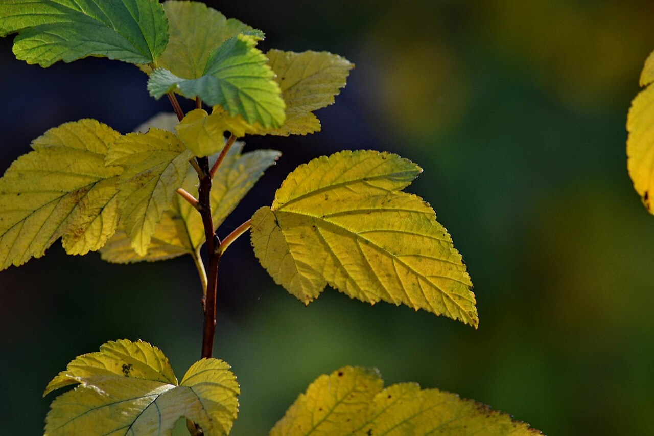 Physocarpus opulifolius, Common ninebark — spreading deciduous (Rosaceae) (image 10 of 10)