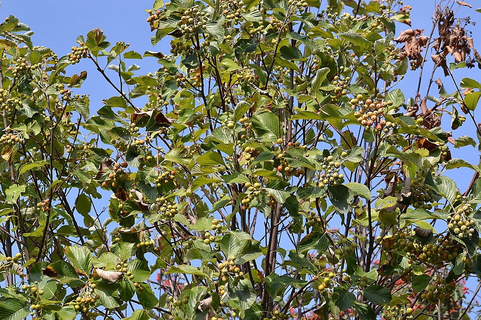 Aria edulis (Whitebeam)