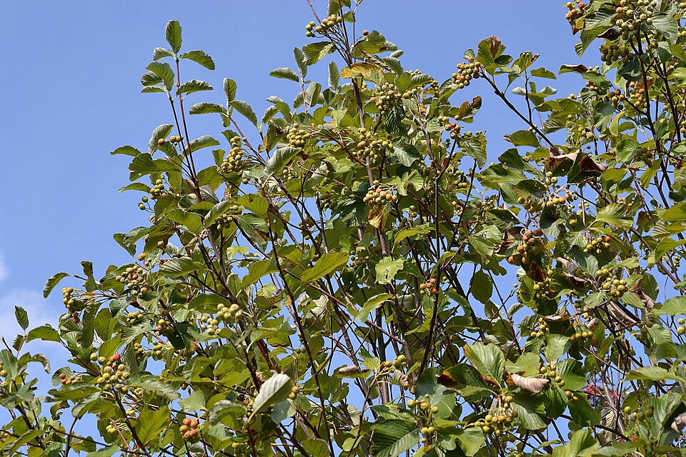 Aria edulis (Whitebeam)
