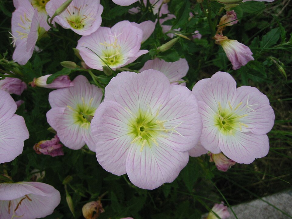 Oenothera speciosa (pinkladies, pink evening primrose) (alternate view 5)
