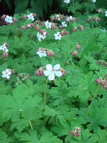 Geranium macrorrhizum (Bigroot Geranium) (alternate view 6)