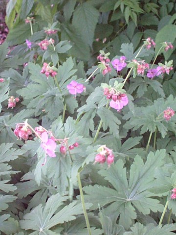 Geranium macrorrhizum (Bigroot Geranium) (alternate view 7)