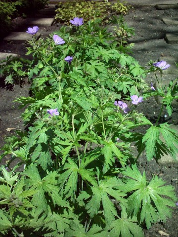 Geranium sylvaticum (wood crane's-bill)