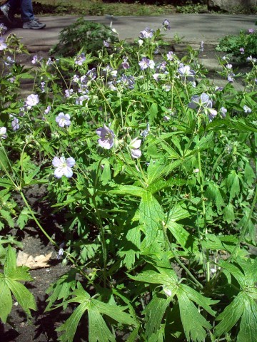 Geranium maculatum (wild geranium)
