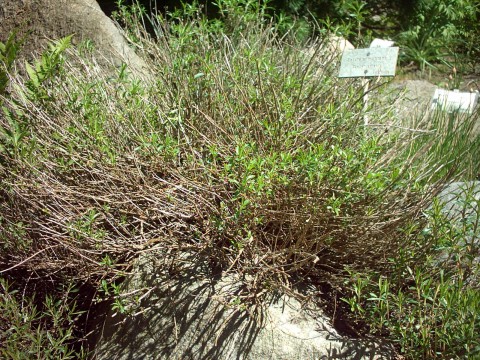 Satureja montana (Winter Savory) (alternate view 6)