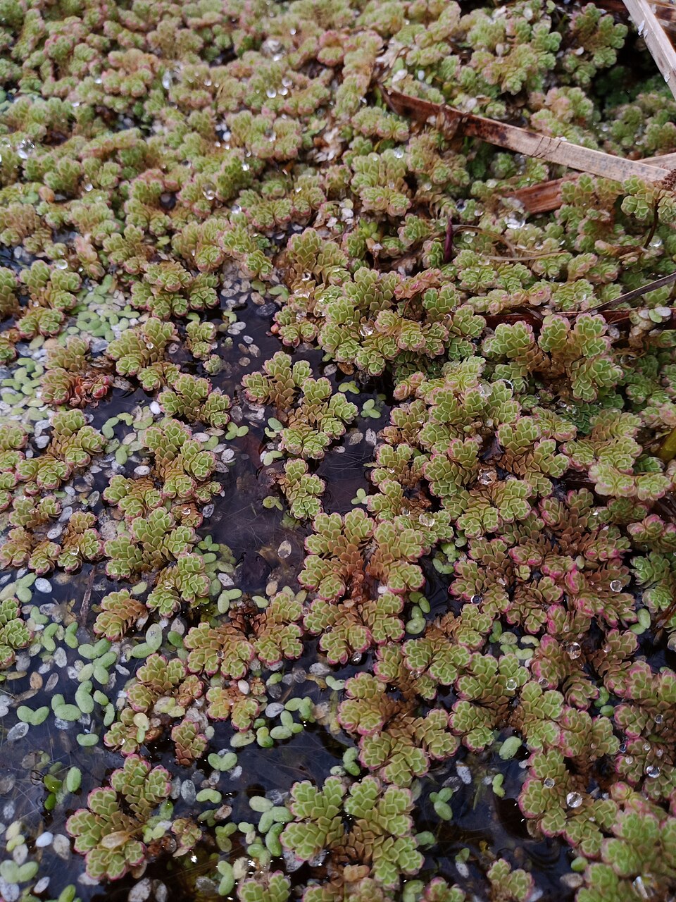 Azolla rubra (Red Azolla) (alternate view 7)