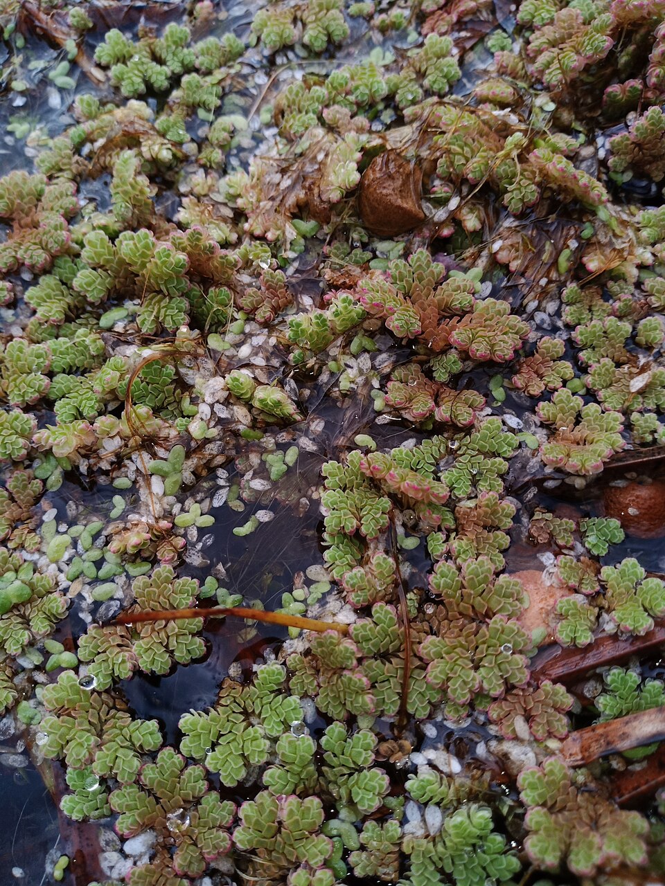Azolla rubra (Red Azolla) (alternate view 8)