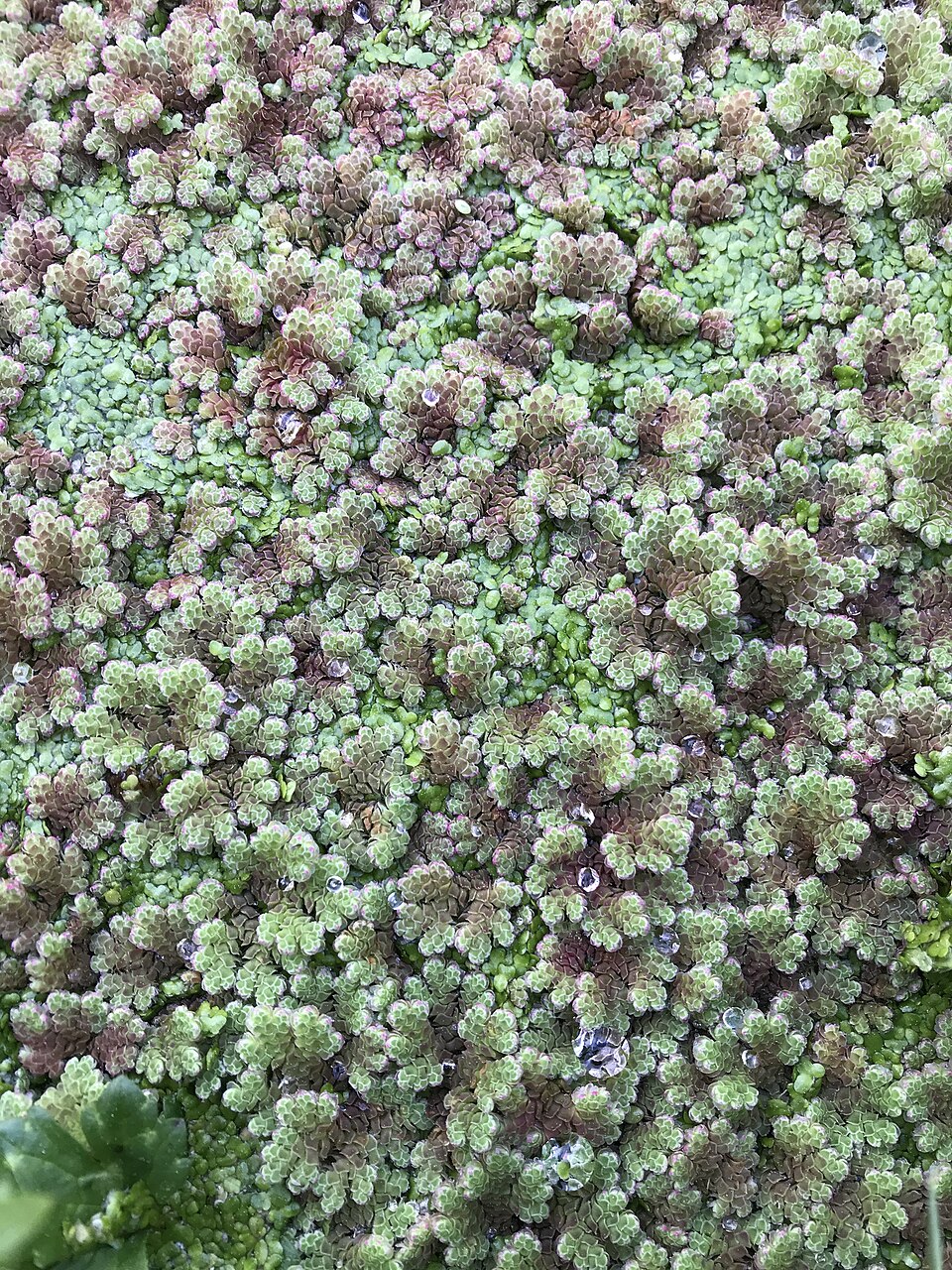 Azolla rubra (Red Azolla) (alternate view 9)