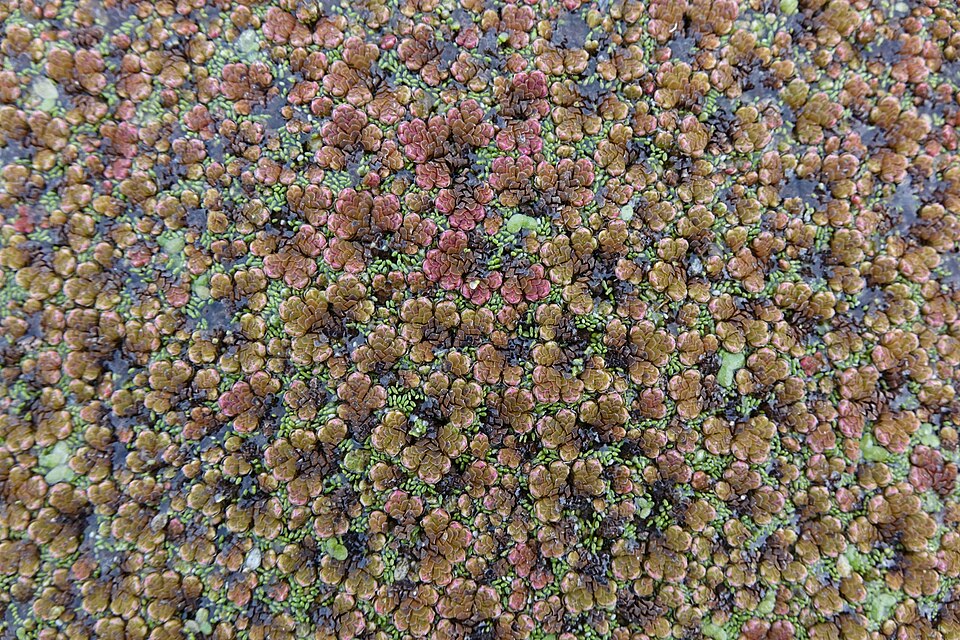Azolla rubra (Red Azolla) (alternate view 10)