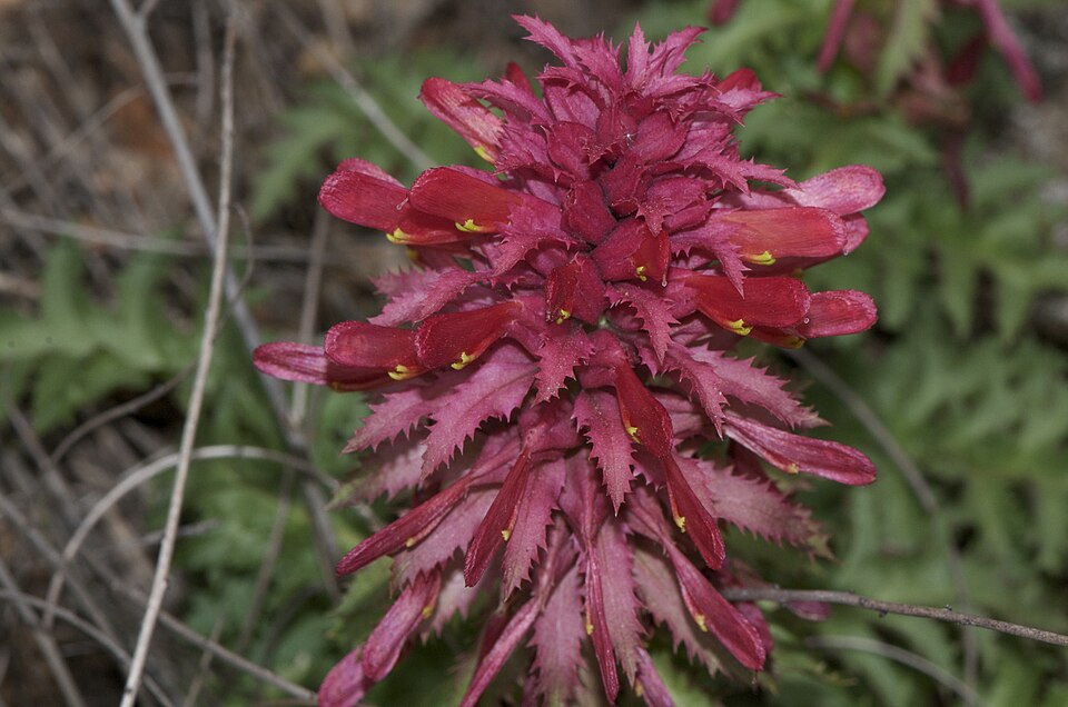 Pedicularis densiflora (Warrior's Plume) (alternate view 5)