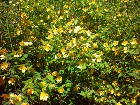 Kerria japonica (Japanese kerria) (alternate view 7)