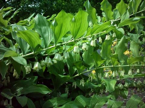 Polygonatum multiflorum (Solomon's-seal)