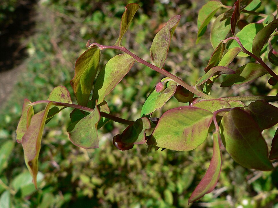 Vaccinium parvifolium (red huckleberry) (alternate view 6)