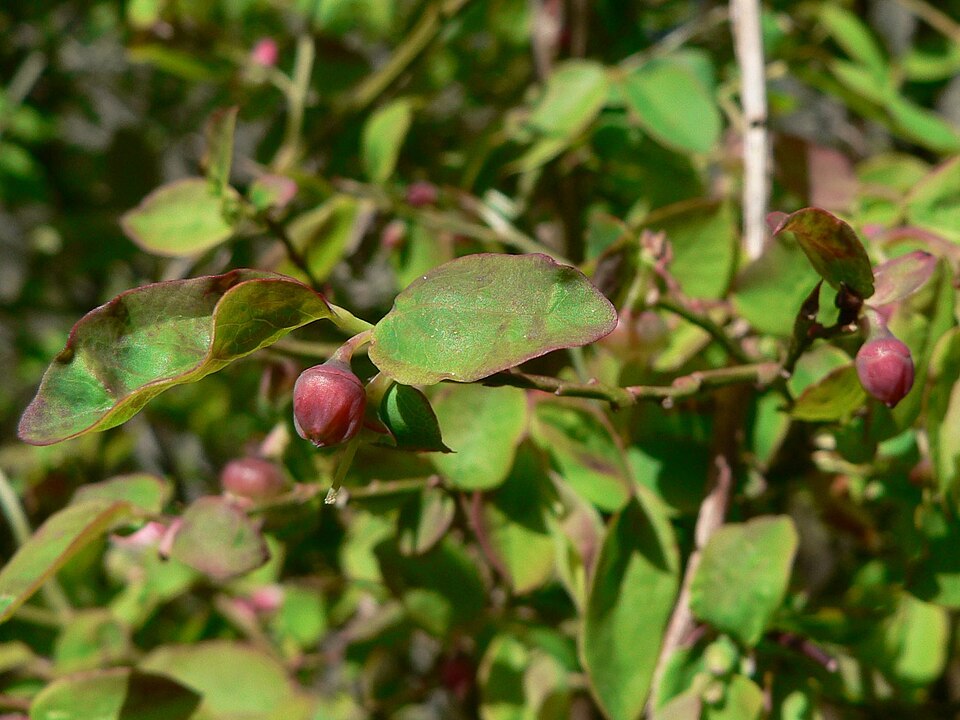 Vaccinium parvifolium (red huckleberry) (alternate view 7)