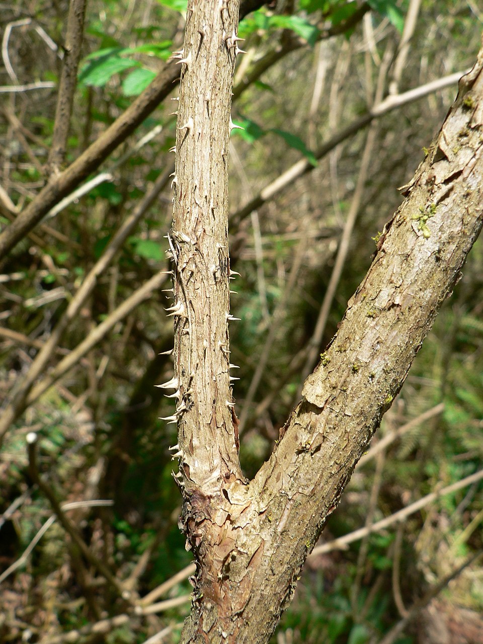 Rubus spectabilis (salmonberry) (alternate view 6)