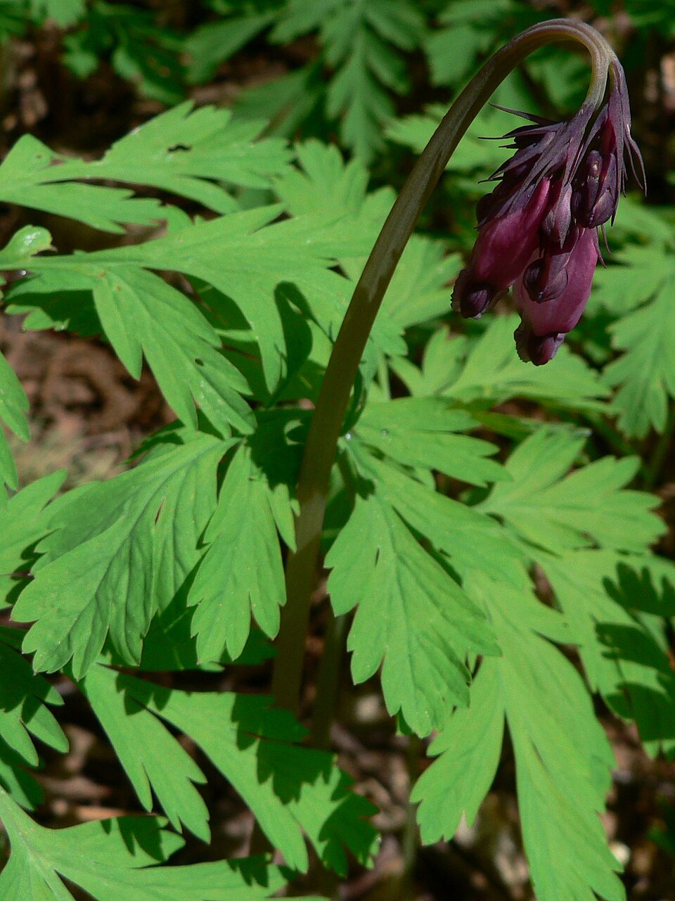 Dicentra formosa (Pacific bleeding heart) (alternate view 9)