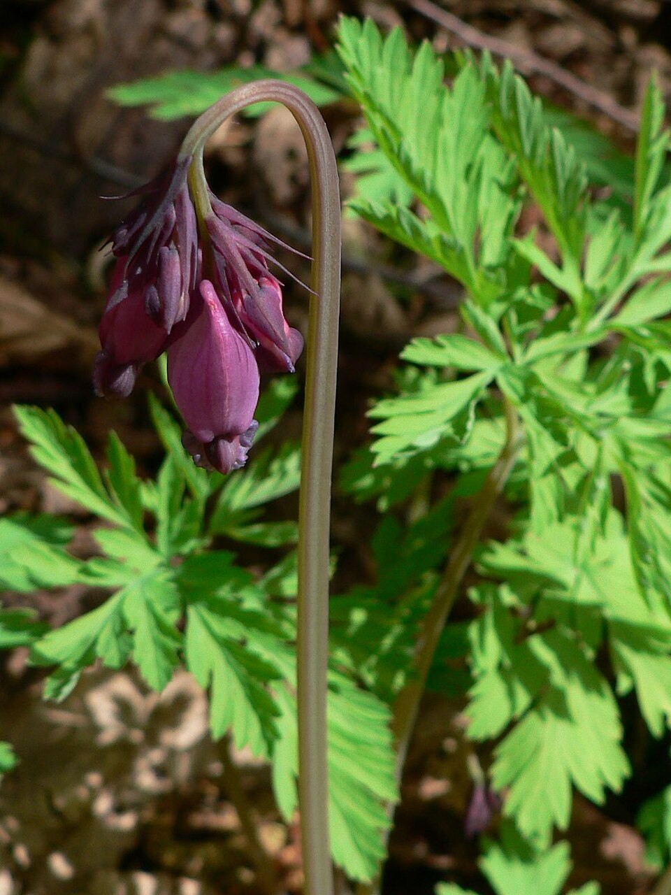 Dicentra formosa (Pacific bleeding heart) (alternate view 10)