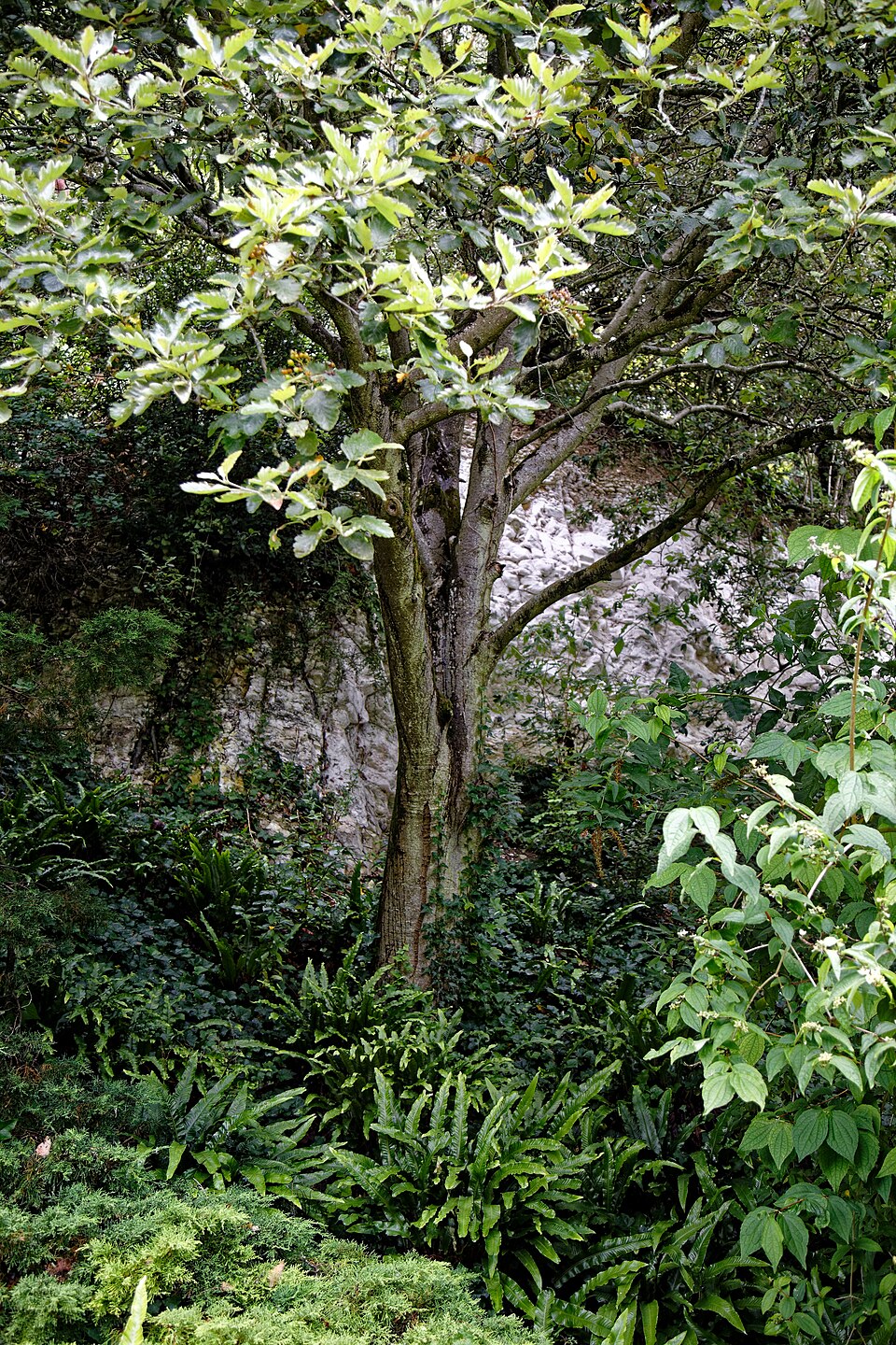 Aria edulis (Whitebeam)