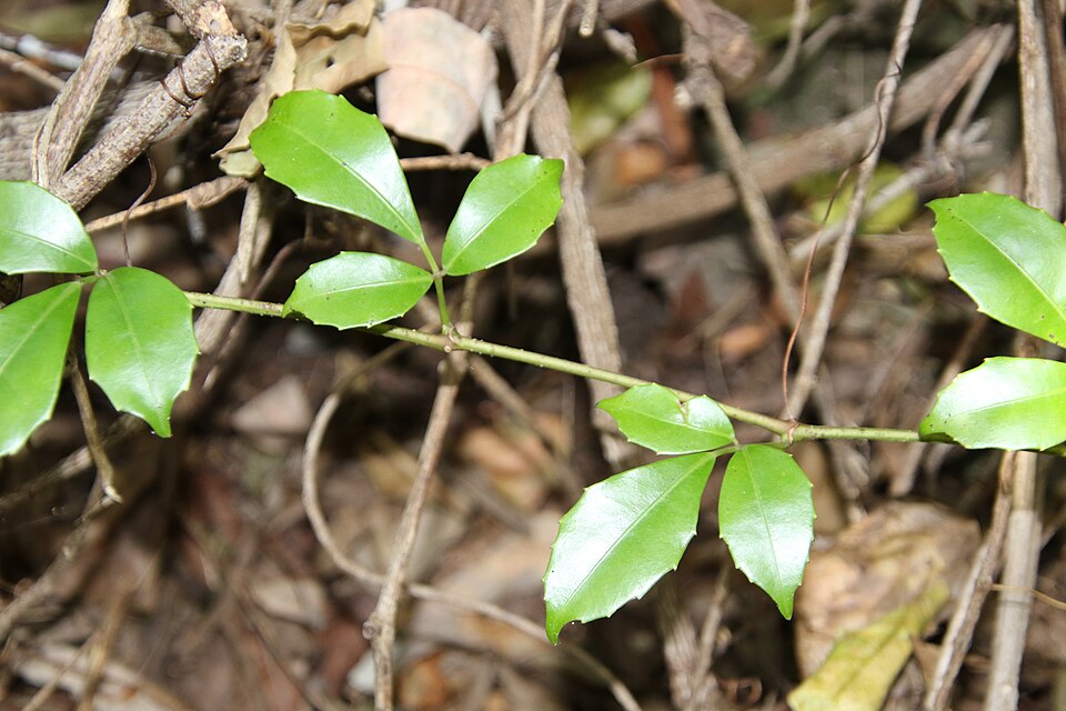 Tetrastigma nitens (Native Grape) (alternate view 7)