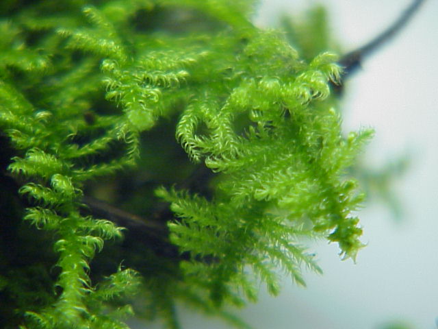 Ctenidium molluscum (Comb-moss)
