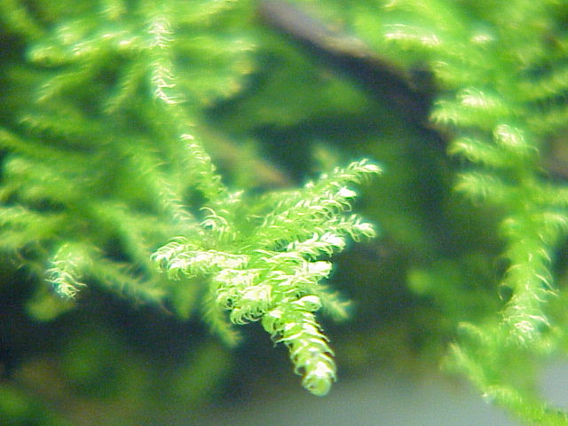 Ctenidium molluscum (Comb-moss)