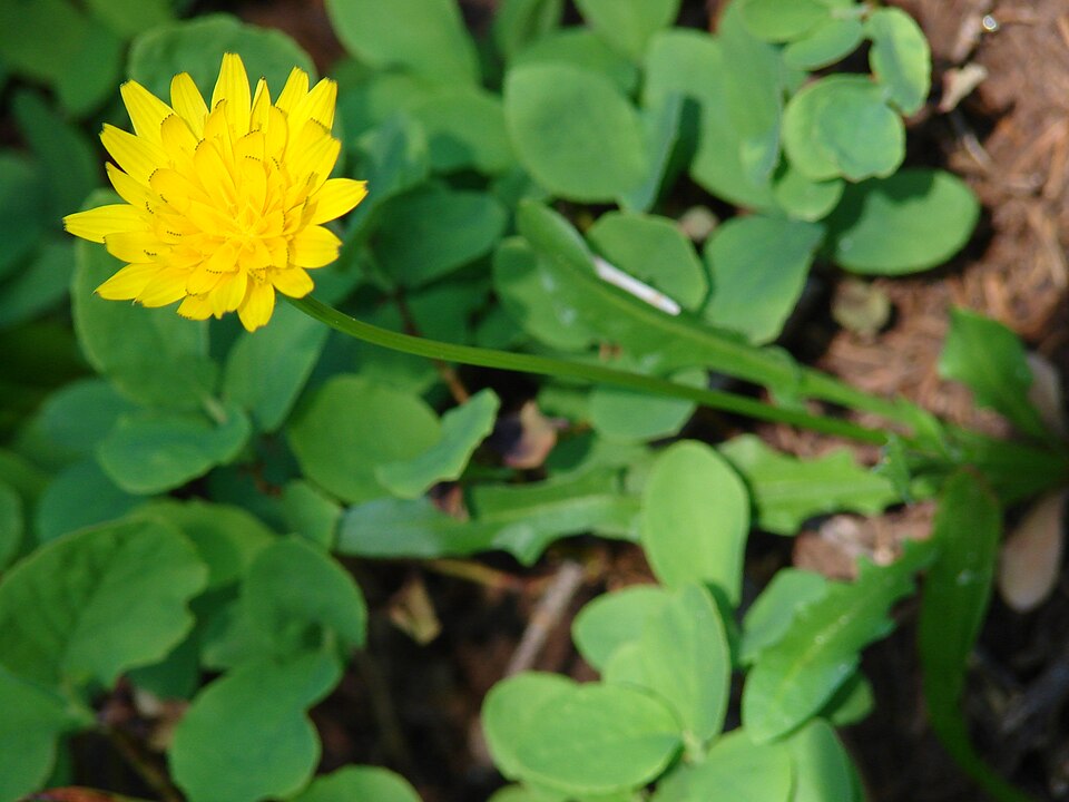 Agoseris (mountain dandelions)