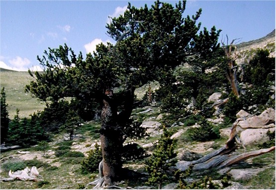 Pinus aristata (Bristlecone Pine) (alternate view 8)